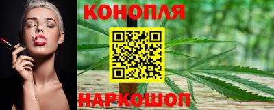 сатива Гай